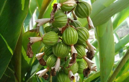 Loại hạt đắt đỏ bậc nhất thế giới, giá 2 triệu đồng/kg không ngờ có đầy ở Việt Nam