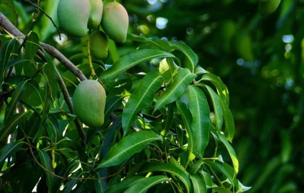 8 lợi ích sức khỏe ít ai biết của lá xoài