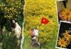 Mùa dã quỳ rực rỡ Đà Lạt: “Lạc lối” giữa những cung đường rợp sắc hoa vàng