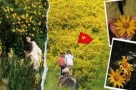 Mùa dã quỳ rực rỡ Đà Lạt: “Lạc lối” giữa những cung đường rợp sắc hoa vàng