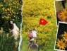 Mùa dã quỳ rực rỡ Đà Lạt: “Lạc lối” giữa những cung đường rợp sắc hoa vàng