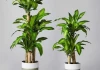 Trồng cây Thiết Mộc Lan giúp chiêu tài hút lộc nhưng chú ý những chi tiết phong thủy này kẻo gây họa
