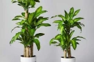 Trồng cây Thiết Mộc Lan giúp chiêu tài hút lộc nhưng chú ý những chi tiết phong thủy này kẻo gây họa