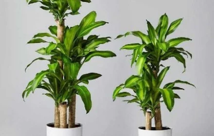 Trồng cây Thiết Mộc Lan giúp chiêu tài hút lộc nhưng chú ý những chi tiết phong thủy này kẻo gây họa