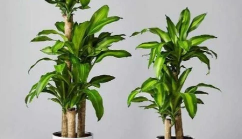 Trồng cây Thiết Mộc Lan giúp chiêu tài hút lộc nhưng chú ý những chi tiết phong thủy này kẻo gây họa