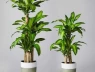Trồng cây Thiết Mộc Lan giúp chiêu tài hút lộc nhưng chú ý những chi tiết phong thủy này kẻo gây họa