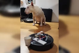 Hô biến robot hút bụi Roomba thành robot cho chó ăn tích hợp AI