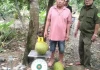 Người đàn ông bị khởi tố vì trộm 2 quả mít