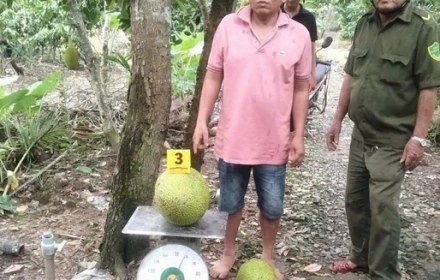 Người đàn ông bị khởi tố vì trộm 2 quả mít