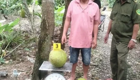 Ăn trộm mít bị khởi tố - đầu đuôi câu chuyện thế nào?