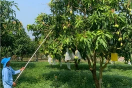Bình Định nâng cao năng suất nông sản nhờ ứng dụng công nghệ sinh học