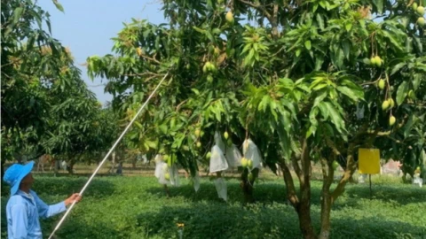 Bình Định nâng cao năng suất nông sản nhờ ứng dụng công nghệ sinh học
