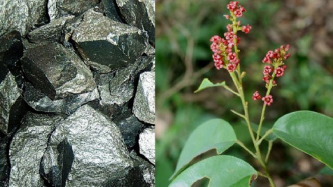 Dò tìm cực chuẩn, đây là siêu thực vật chỉ ra chỗ nào có "vàng trắng"