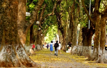 Lý do mùa thu Hà Nội đẹp đó, nhưng không có thương hiệu như Nhật Bản, Hàn Quốc?