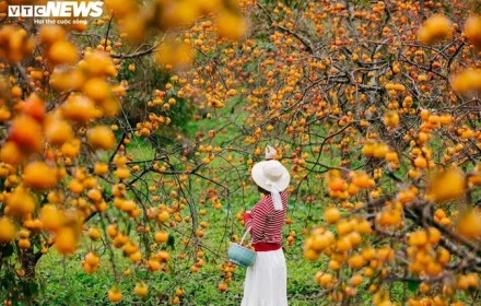 Mùa thu Mộc Châu, sắc vàng cam một màu hồng chín