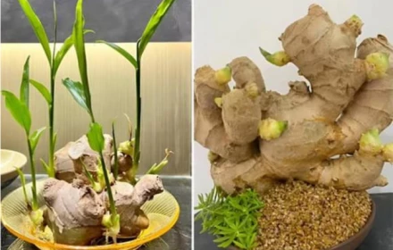 Đặt củ này lên bàn Thần Tài: Bí quyết chiêu tài, hút lộc cực mạnh ai cũng nên biết