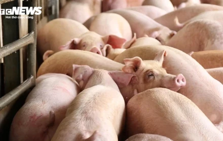 Bão lũ dồn dập, nguồn cung thịt Tết 2026 có đảm bảo? 🐷🌸