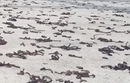 Vì sao có hiện tượng lạ khi hàng ngàn con giun đất bò lên vỉa hè khu dân cư?