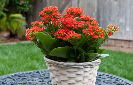 Cây lá xanh hoa đỏ này là “bùa may mắn” hút tài lộc mạnh mẽ