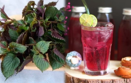 Uống nước lá tía tô cực tốt nhưng đại kỵ với 5 nhóm người này, hãy tránh xa!