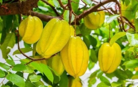 Có nên trồng cây khế trước nhà? Mệnh nào hợp trồng cây khế?