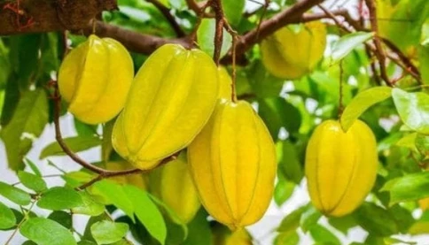 Có nên trồng cây khế trước nhà? Mệnh nào hợp trồng cây khế?