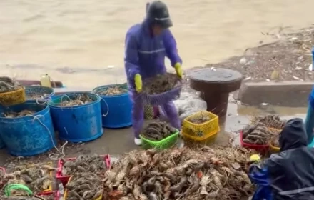 Nước lũ cuốn trôi 20 triệu con tôm hùm, thiệt hại hàng nghìn tỷ