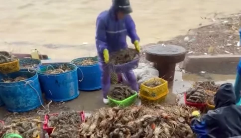 Nước lũ cuốn trôi 20 triệu con tôm hùm, thiệt hại hàng nghìn tỷ