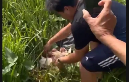 Bé gái sơ sinh trong bụi cỏ ở TP.HCM