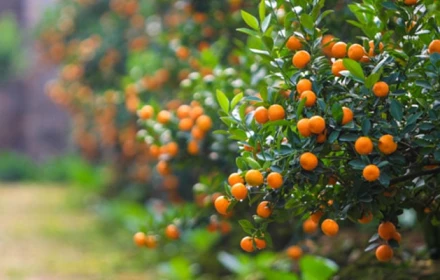 Nhà trồng 3 cây cảnh quả vàng, tài lộc hanh thông, mùa màng đủ đầy, gia đạo hưng vượng