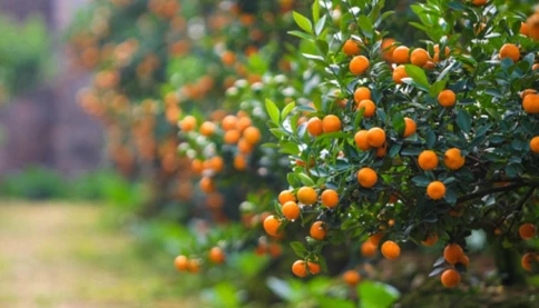 Nhà trồng 3 cây cảnh quả vàng, tài lộc hanh thông, mùa màng đủ đầy, gia đạo hưng vượng