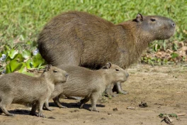 Vì sao "bộ trưởng bộ ngoại giao" Capybara không bao giờ sợ căn bệnh ung thư quái ác?