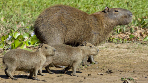 Vì sao "bộ trưởng bộ ngoại giao" Capybara không bao giờ sợ căn bệnh ung thư quái ác?