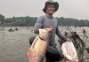 Người dân tấp nập săn cá tra, cá lăng nặng hơn 15kg ở hồ Trị An