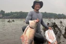 Người dân tấp nập săn cá tra, cá lăng nặng hơn 15kg ở hồ Trị An