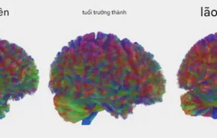 9 tuổi, 32 tuổi, 66 tuổi, 83 tuổi: bốn bước ngoặt của bộ não con người!