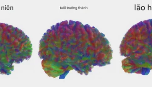 9 tuổi, 32 tuổi, 66 tuổi, 83 tuổi: bốn bước ngoặt của bộ não con người!