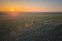 Khoa học chứng minh: Drone là "khắc tinh" của gấu, hiệu quả hơn cả súng và chó săn