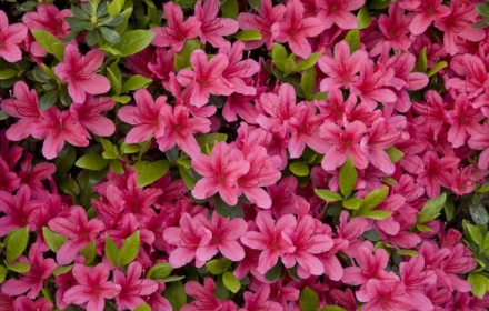 'Đẹp nhưng độc' là để chỉ những loài hoa được nhiều người trồng làm cảnh này 👇