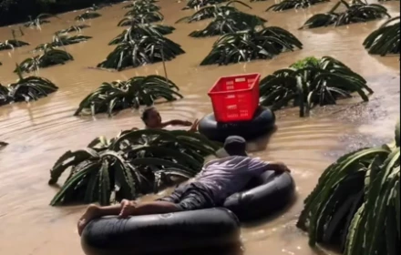 Rơi nước mắt khi nhìn cảnh người nông dân bơi trong lũ thu hoạch thanh long