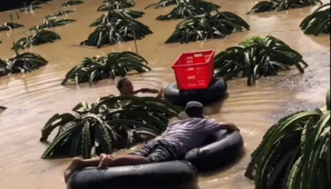 Rơi nước mắt khi nhìn cảnh người nông dân bơi trong lũ thu hoạch thanh long