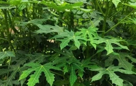 Rau mì chính là rau gì mà non bấn, bẻ giòn, xào ngon, trồng dễ như ăn kẹo?