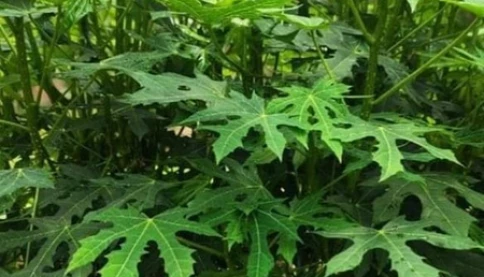 Rau mì chính là rau gì mà non bấn, bẻ giòn, xào ngon, trồng dễ như ăn kẹo?