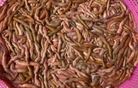 Lần đầu tiên nhìn thấy con rươi đang bơi