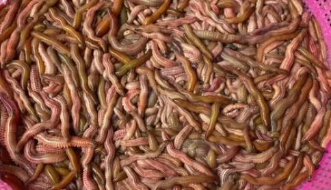 Lần đầu tiên nhìn thấy con rươi đang bơi