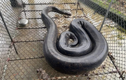 Trăn đất nặng 37kg “bò lạc” vào vườn, người dân bắt giao cho vườn quốc gia