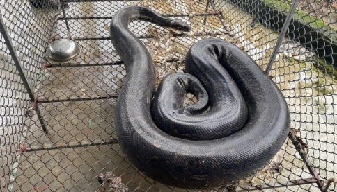 Trăn đất nặng 37kg “bò lạc” vào vườn, người dân bắt giao cho vườn quốc gia