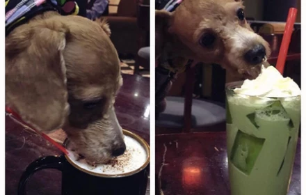 Hà Nội: Khách lấy cốc của người cho chó cưng uống tại quán cà phê và cái kết