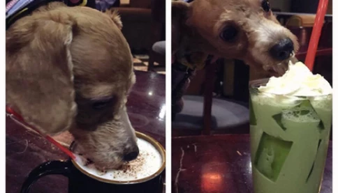 Hà Nội: Khách lấy cốc của người cho chó cưng uống tại quán cà phê và cái kết