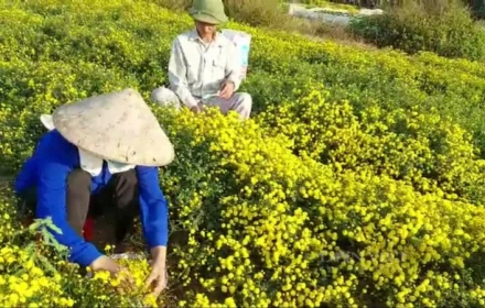 Bỏ cây "thổi lửa châm hút vào hại phổi", dân Hải Phòng đổi sang trồng thứ hoa nở tưng bừng, trái quá trời, thu nhập tốt